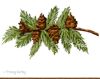 Art Pine Clip Art Pine Cone Clip Art Pine Branch Art Pine Clip Art