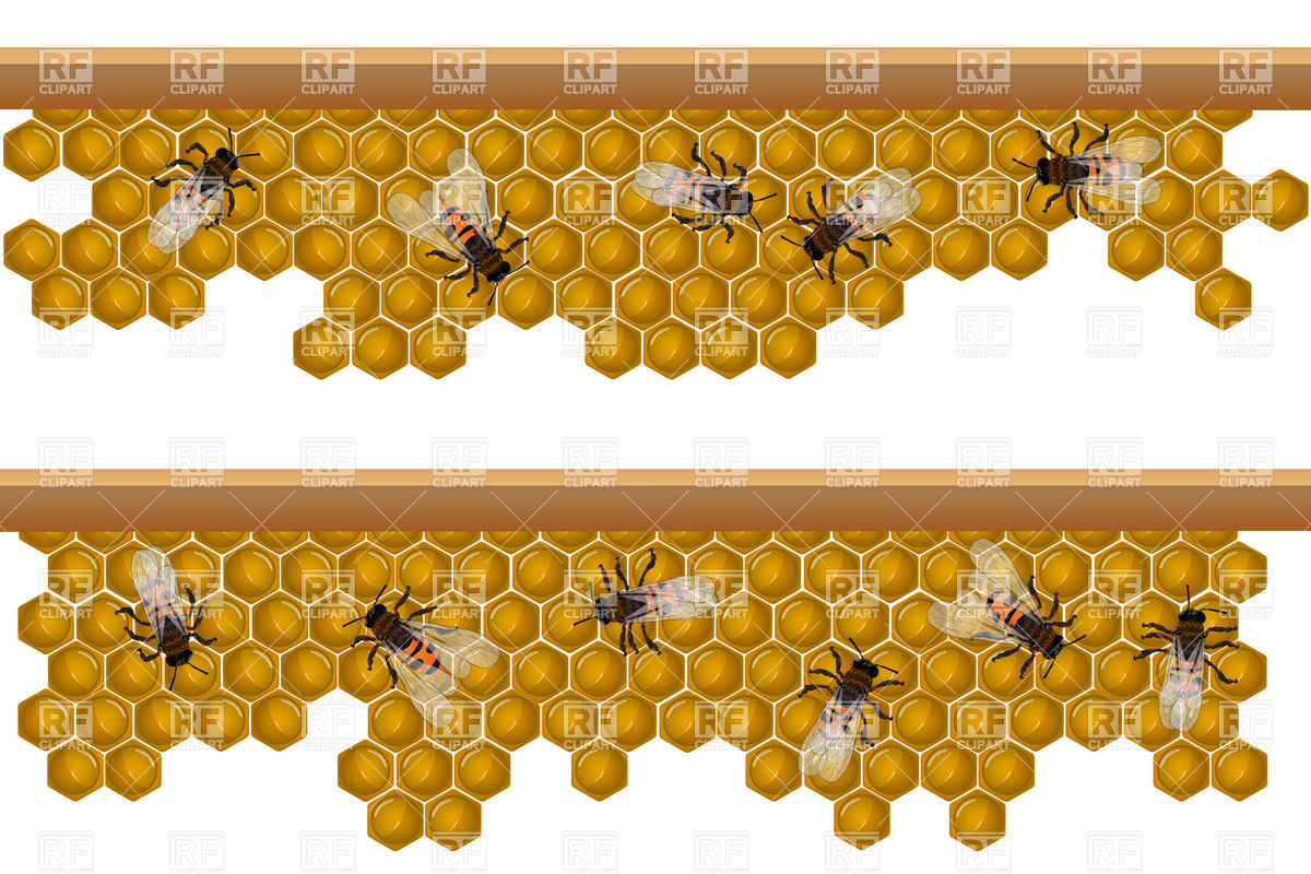 Bees On A Honeycomb Download Royalty Free Vector Clipart  Eps 