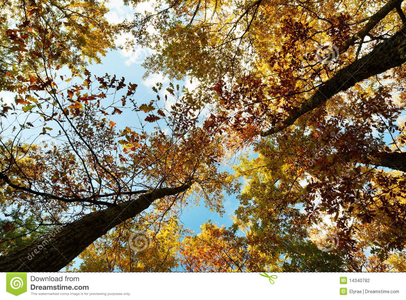 Looking Up At A Golden Autumn Oak Trees 