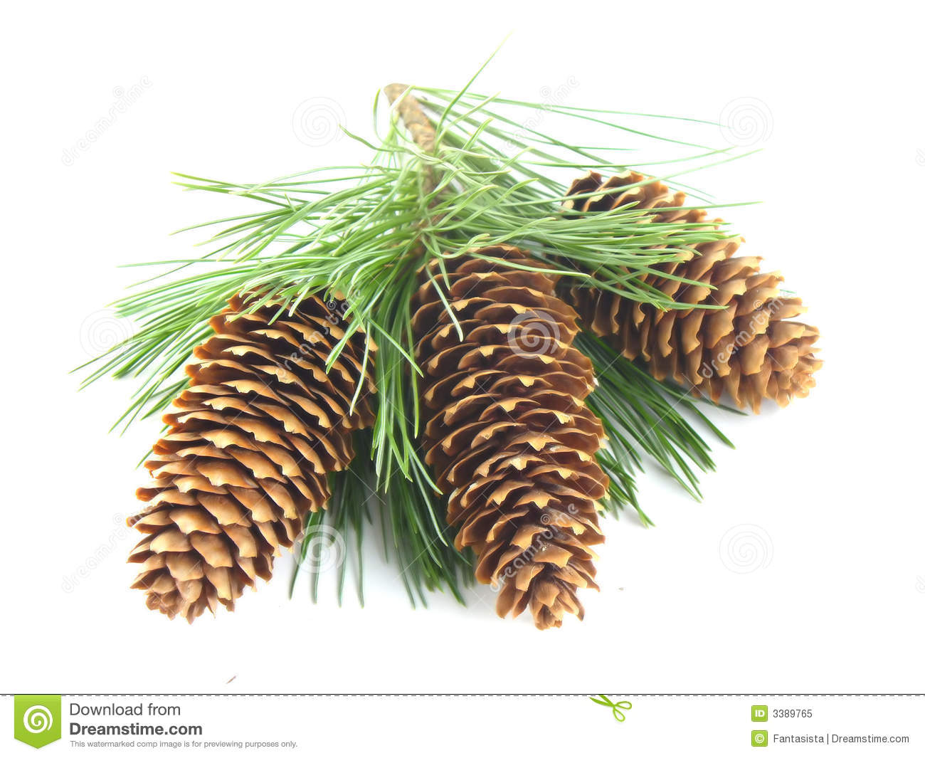 Pine Tree Branch And Cones Royalty Free Stock Photo   Image  3389765