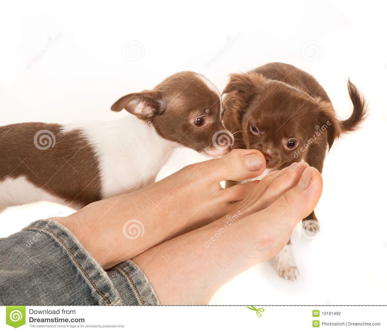 Two Puppy Chihuahua Dogs Smelling The Feet Of Their Boss 