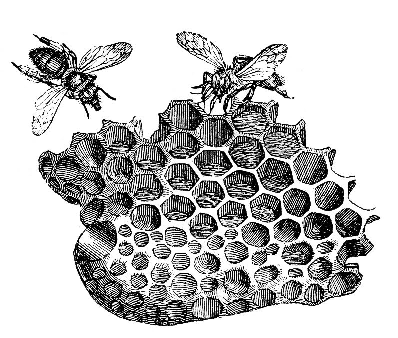 Vintage Clip Art   Bees With Honeycomb   The Graphics Fairy