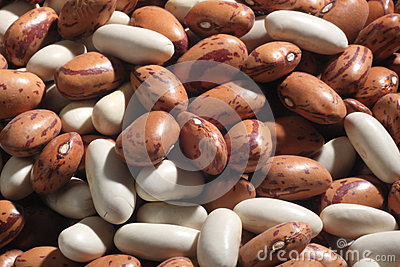 Beans Legumes Stock Photo   Image  49025763