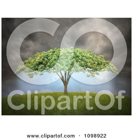 Canopy Trees Clipart Clipart 3d Tree With Umbrella
