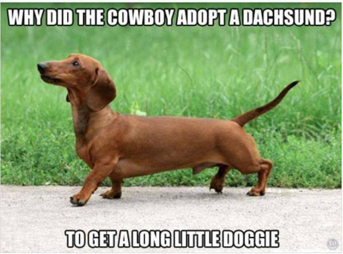 Cute And Funny Pictures And More  Little Dogie Dachshund Wiener Dog