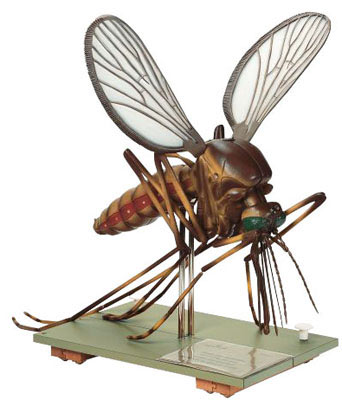 Mosquito Model