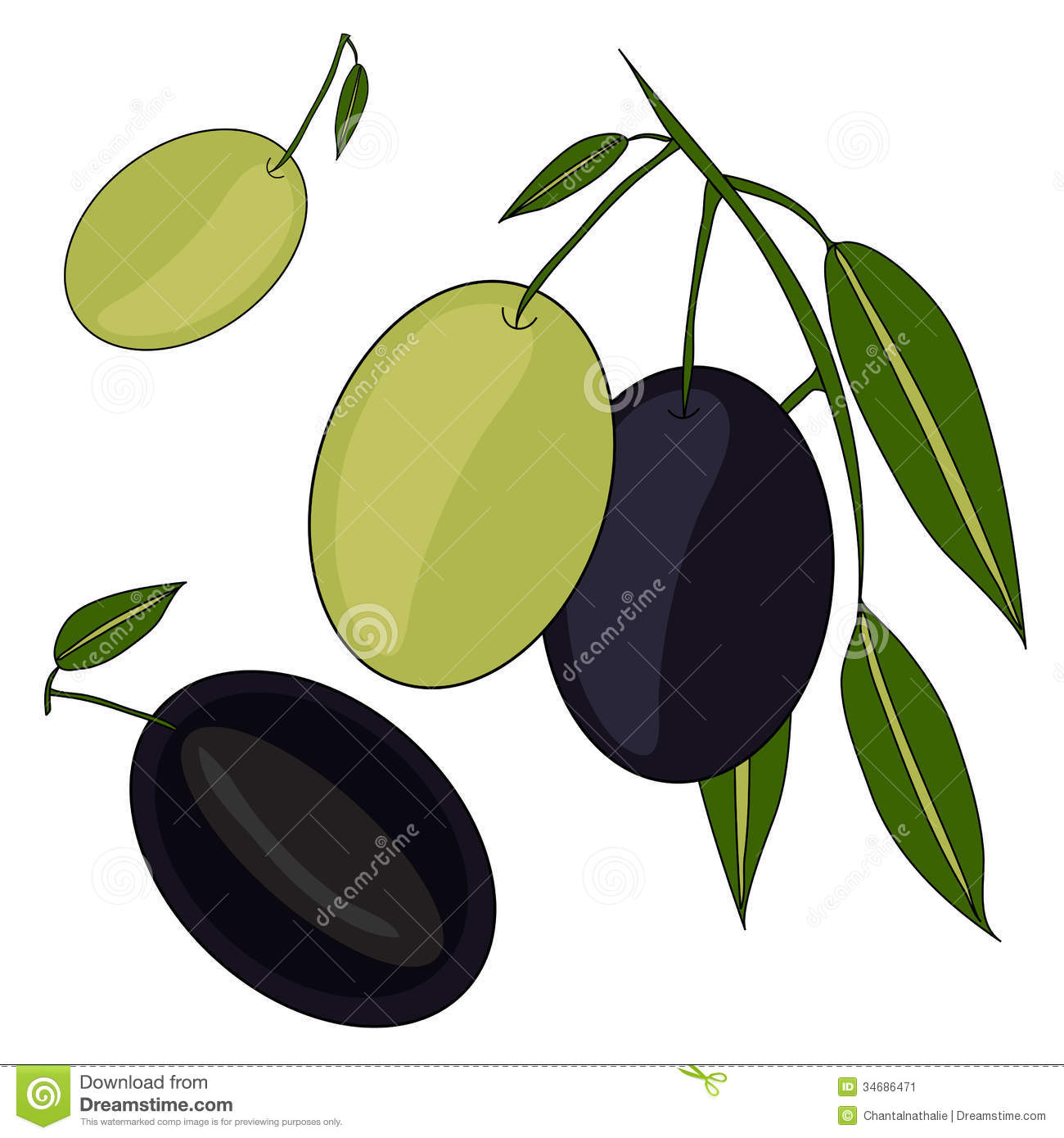 Olive Branch With Whole And Sliced Olives Healthy Vegetarian Food