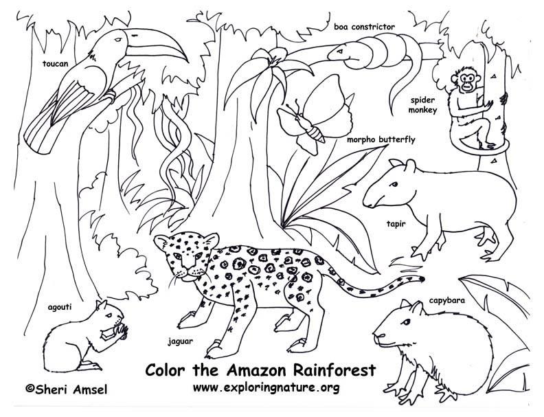 Rainforest Coloring Pages For Kids   Az Coloring Pages