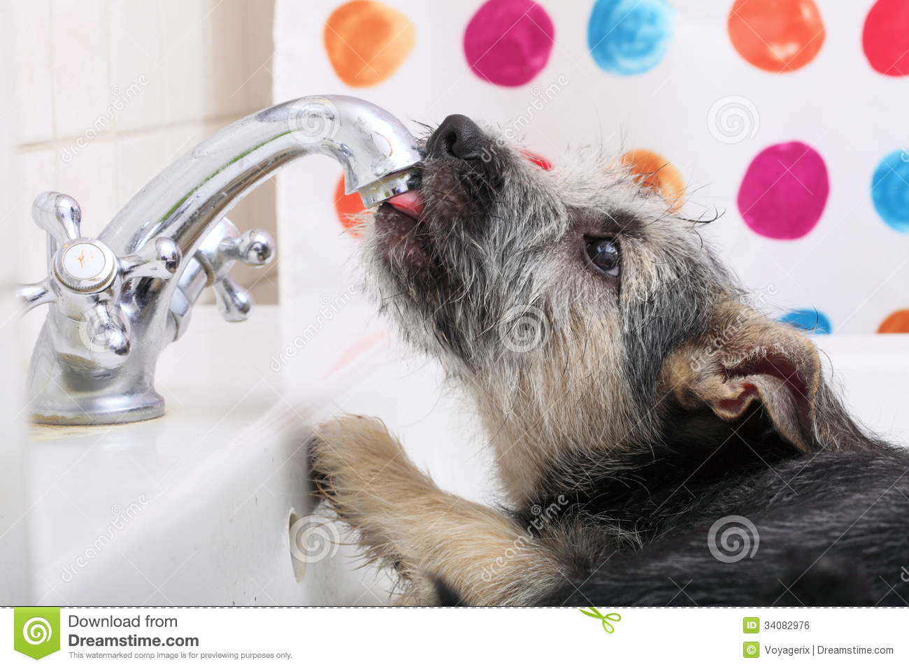 Animals At Home Dog Pet Drinking Water In Bathroom Royalty Free Stock