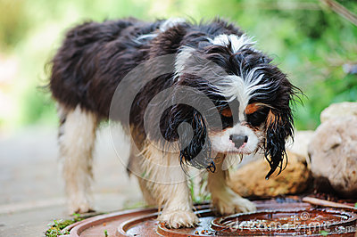 Cute Cavalier King Charles Spaniel Dog Drinking Water From Puddle On
