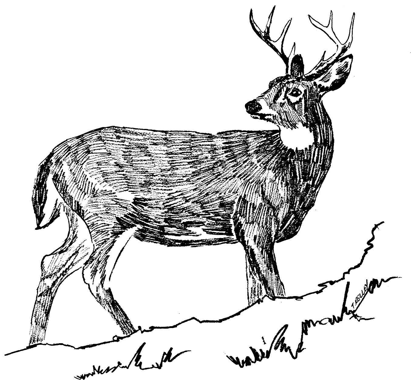 Description White Tailed Deer Black And White Line Art Drawing Jpg