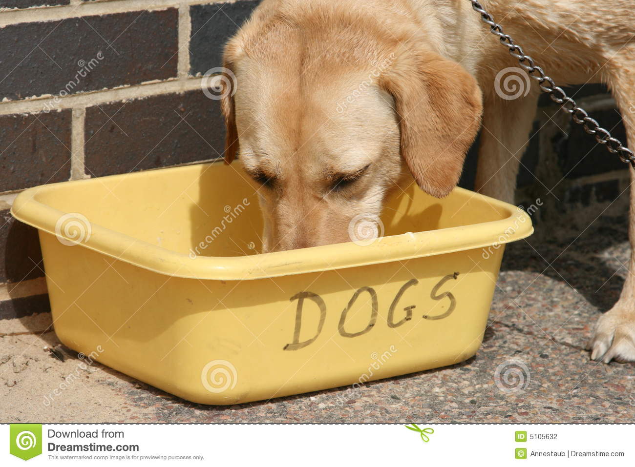 Dog Drinking Stock Photography   Image  5105632
