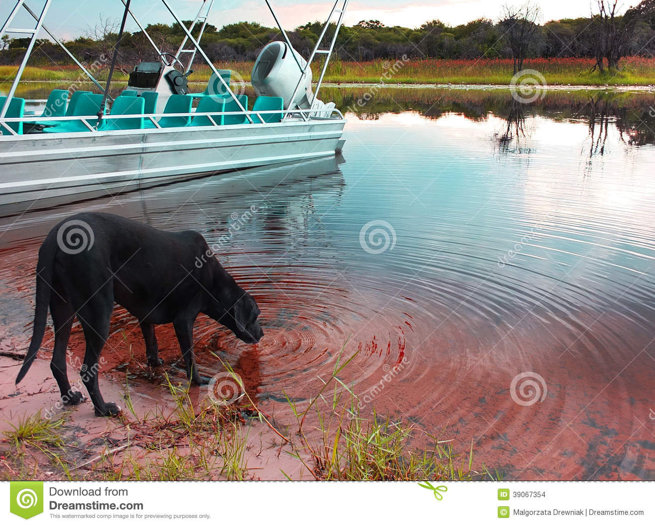 Dog Drinking Water From The River   Delta Okavango Botswana 