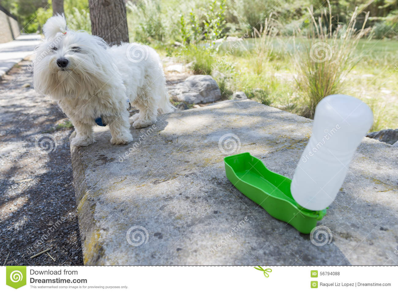 Dog Drinking Water In A Drinking Fountain Pet