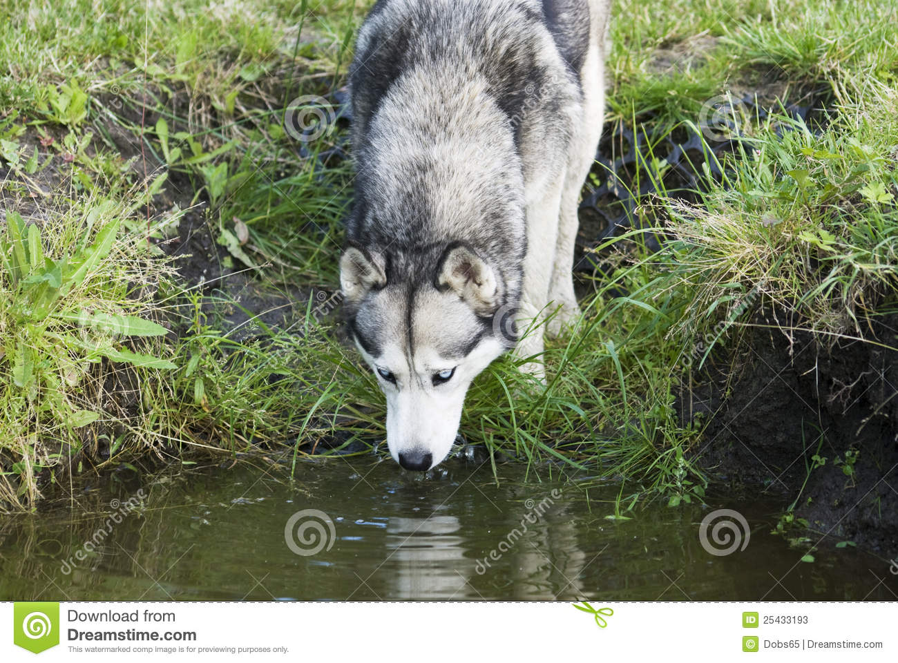 Dog Drinking Water Stock Photos   Image  25433193