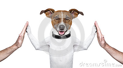 Dog Giving High Five On Both Sides With Male Hands 