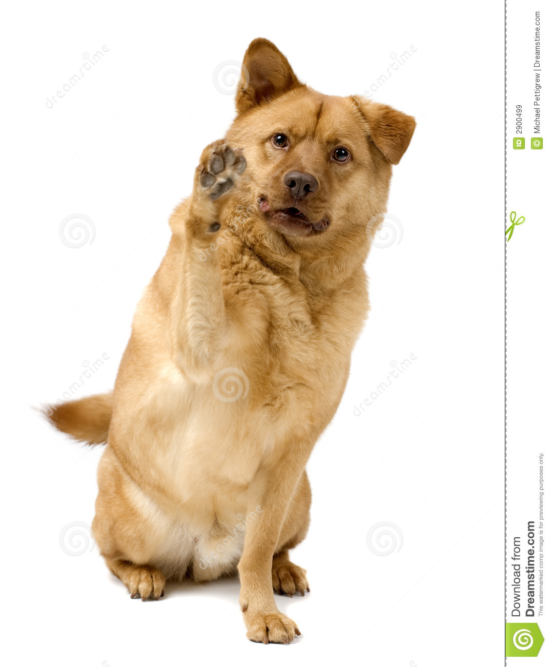 Dog High Five Royalty Free Stock Images   Image  2900499
