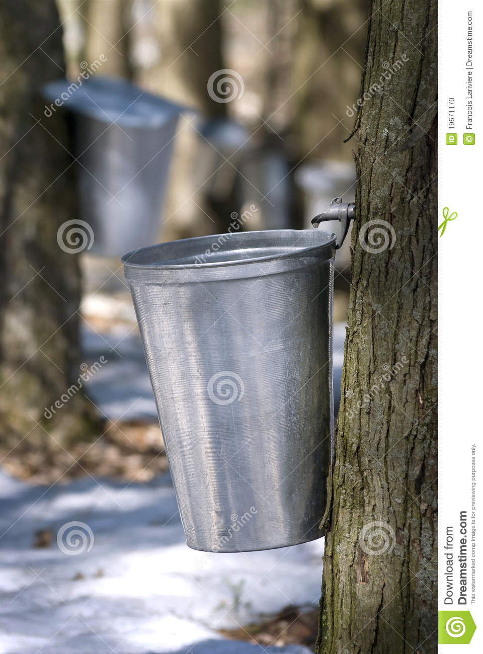 Droplet Of Sap Flowing From The Maple Tree Into A Pail For Make Pure    