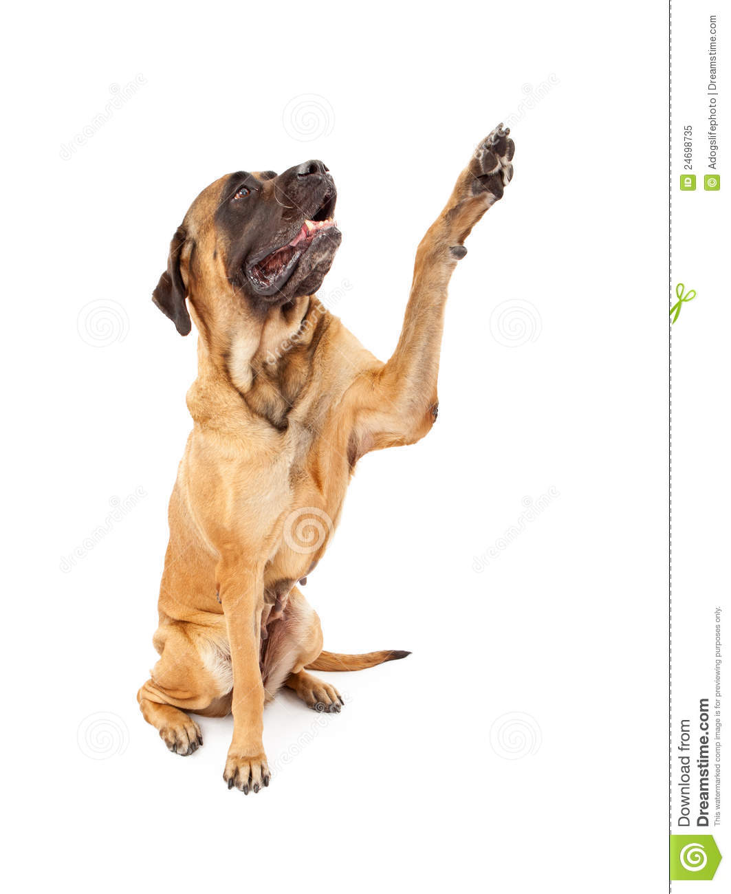 English Mastiff Dog High Five Royalty Free Stock Photo   Image