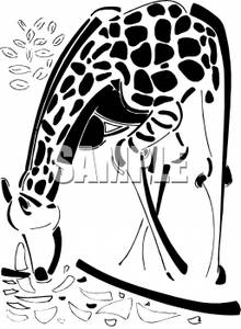 Giraffe Drinking Water   Royalty Free Clipart Picture
