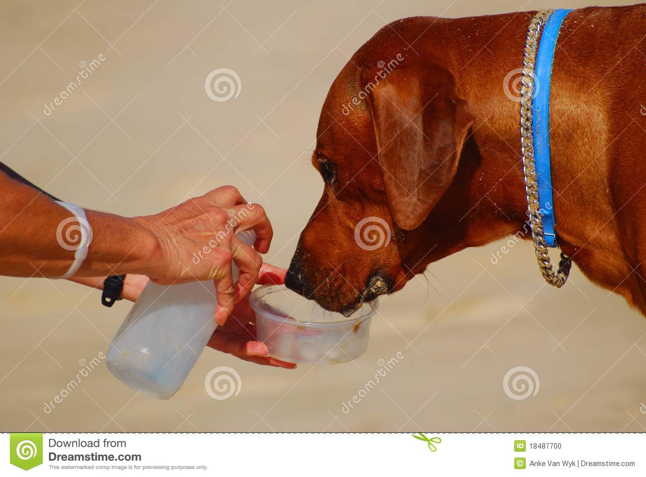 Giving Her Big Brown Thirsty Dog Water To Drink In The Summer Heat