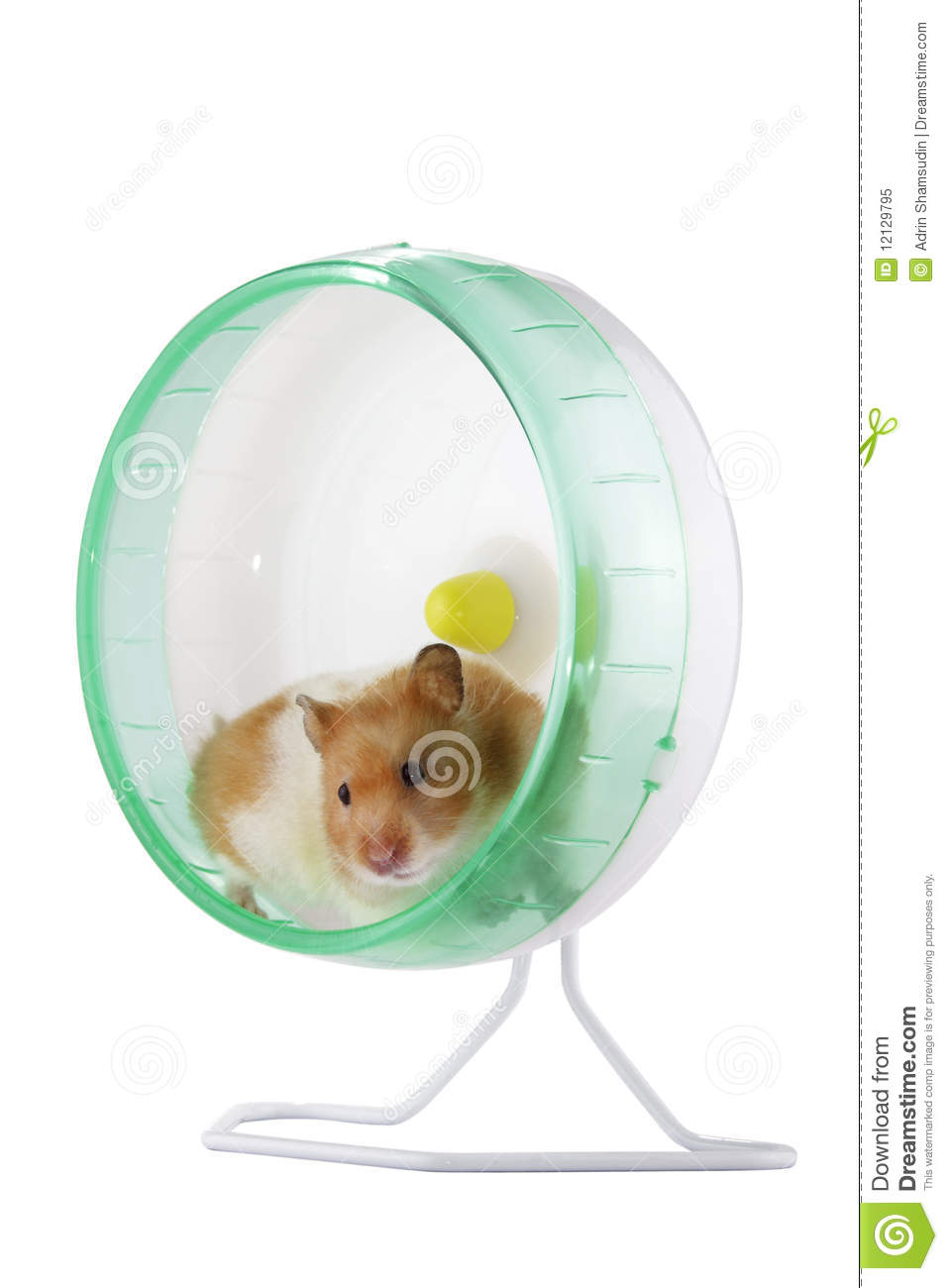 Hamster In A Wheel Royalty Free Stock Photo   Image  12129795