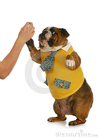 High Five   Hand Of Person Giving High Five To English Bulldog    