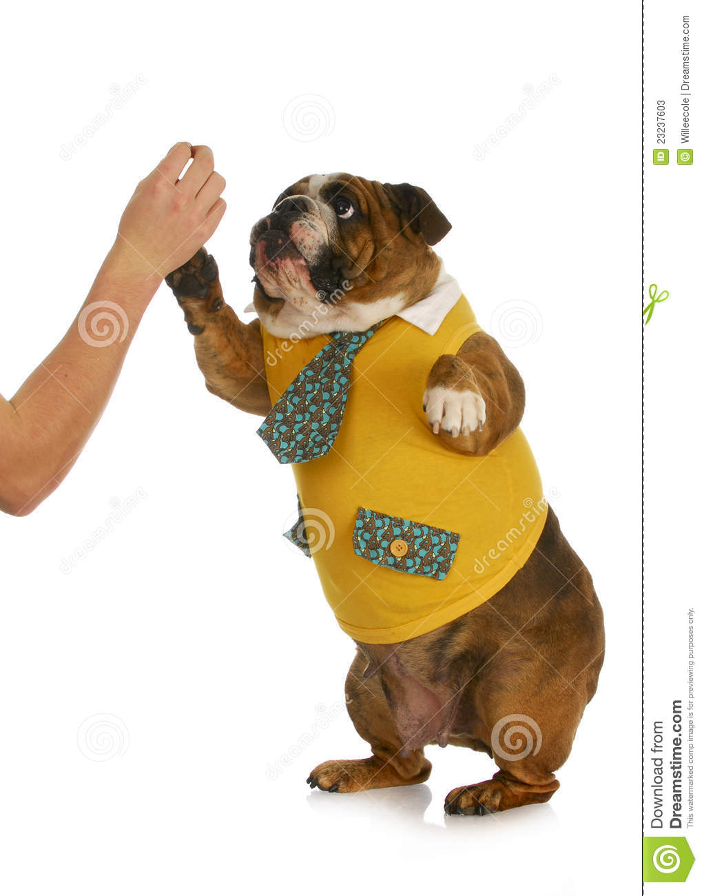 High Five   Hand Of Person Giving High Five To English Bulldog