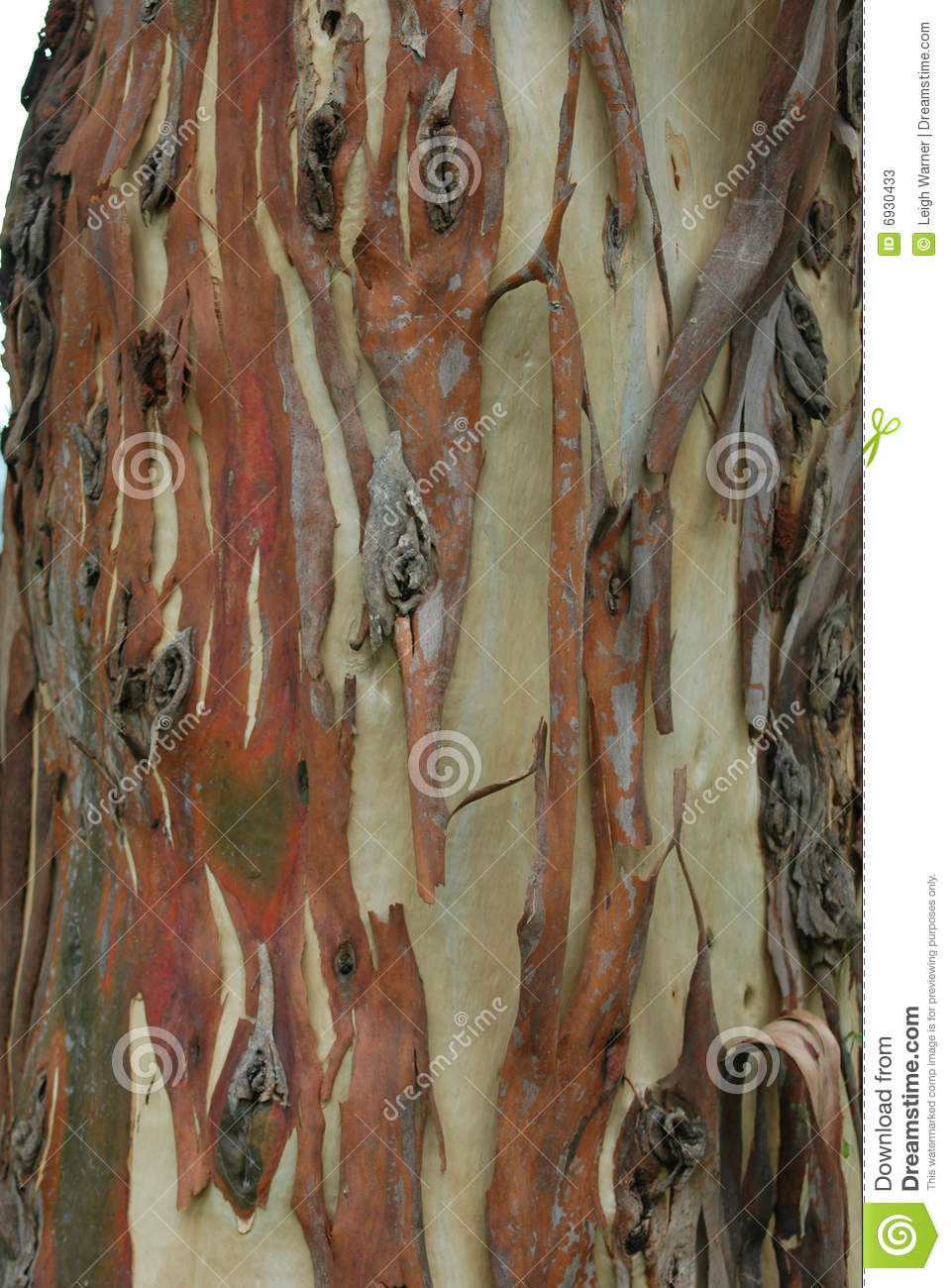 Image Taken Of Some Bark Peeling Of The Trunk Of A Gum Tree