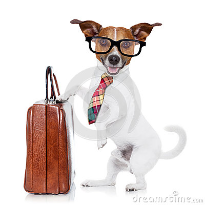Jack Russell Dog Office Worker With Tie Black Glasses Holding A