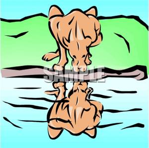 Lioness Drinking Water   Royalty Free Clipart Picture