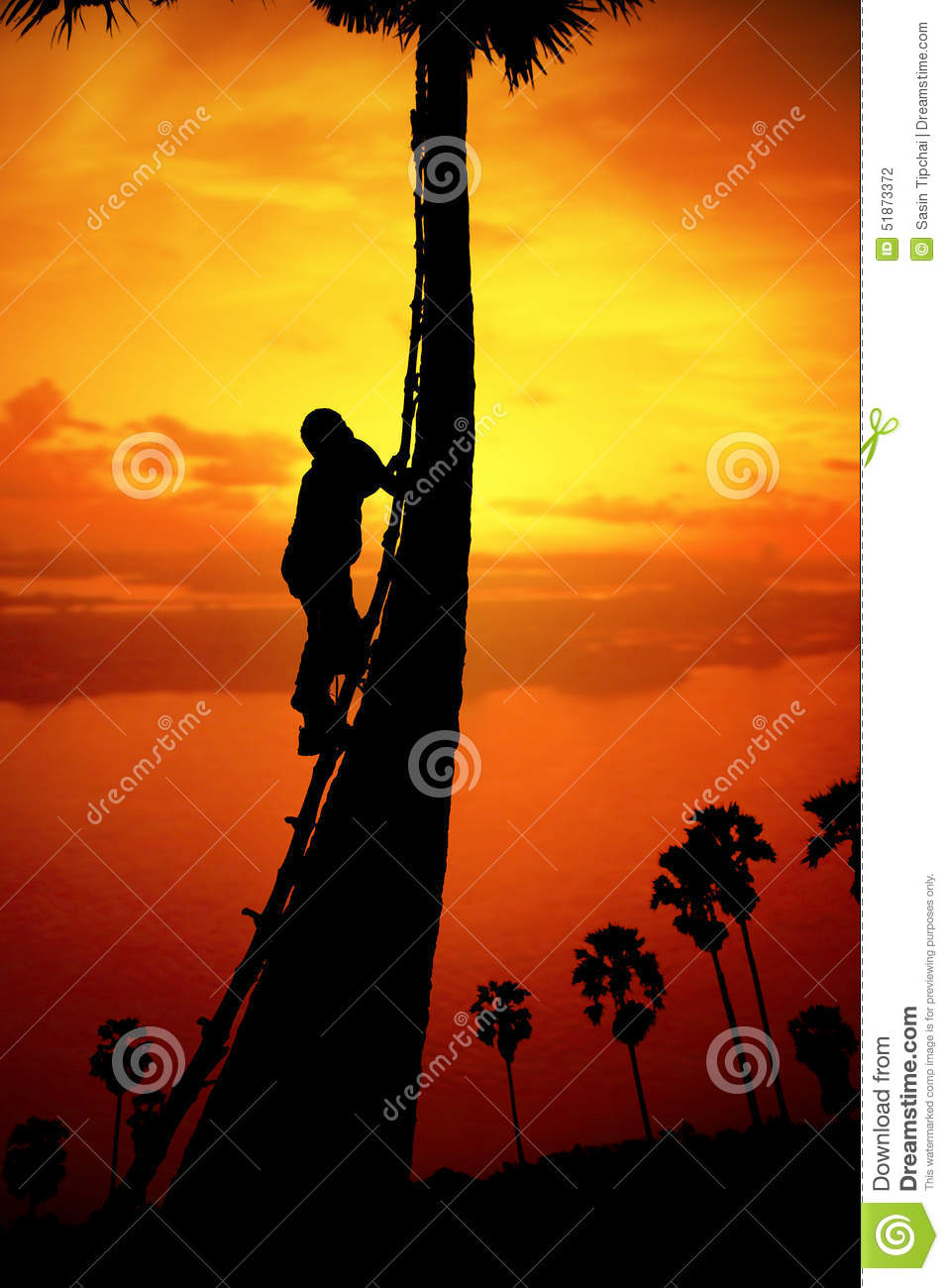 Man Climbing A Sugar Palm Tree To Collect Sap In The Countryside