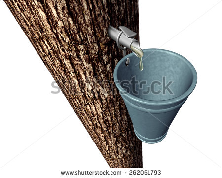 Maple Syrup Harvesting As Tree With Sap Flowing Drops Of Sweet