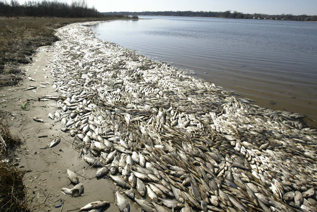 Mass Fish Deaths  Millions Have Been Found Dead All Over The World In