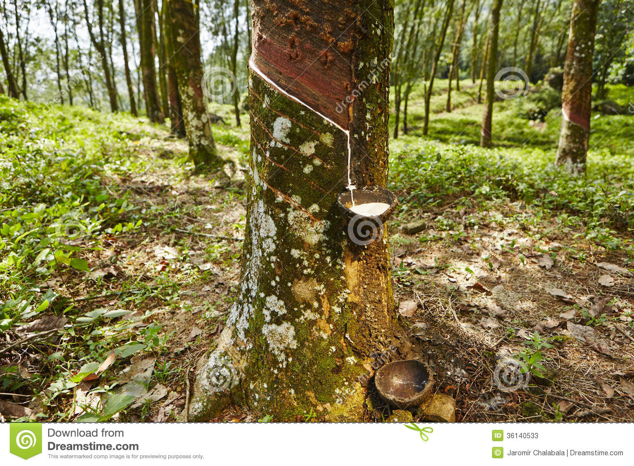 Tapping Sap From The Rubber Tree In Sri Lanka 