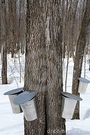 Tapping Trees For Maple Syrup Royalty Free Stock Images   Image    