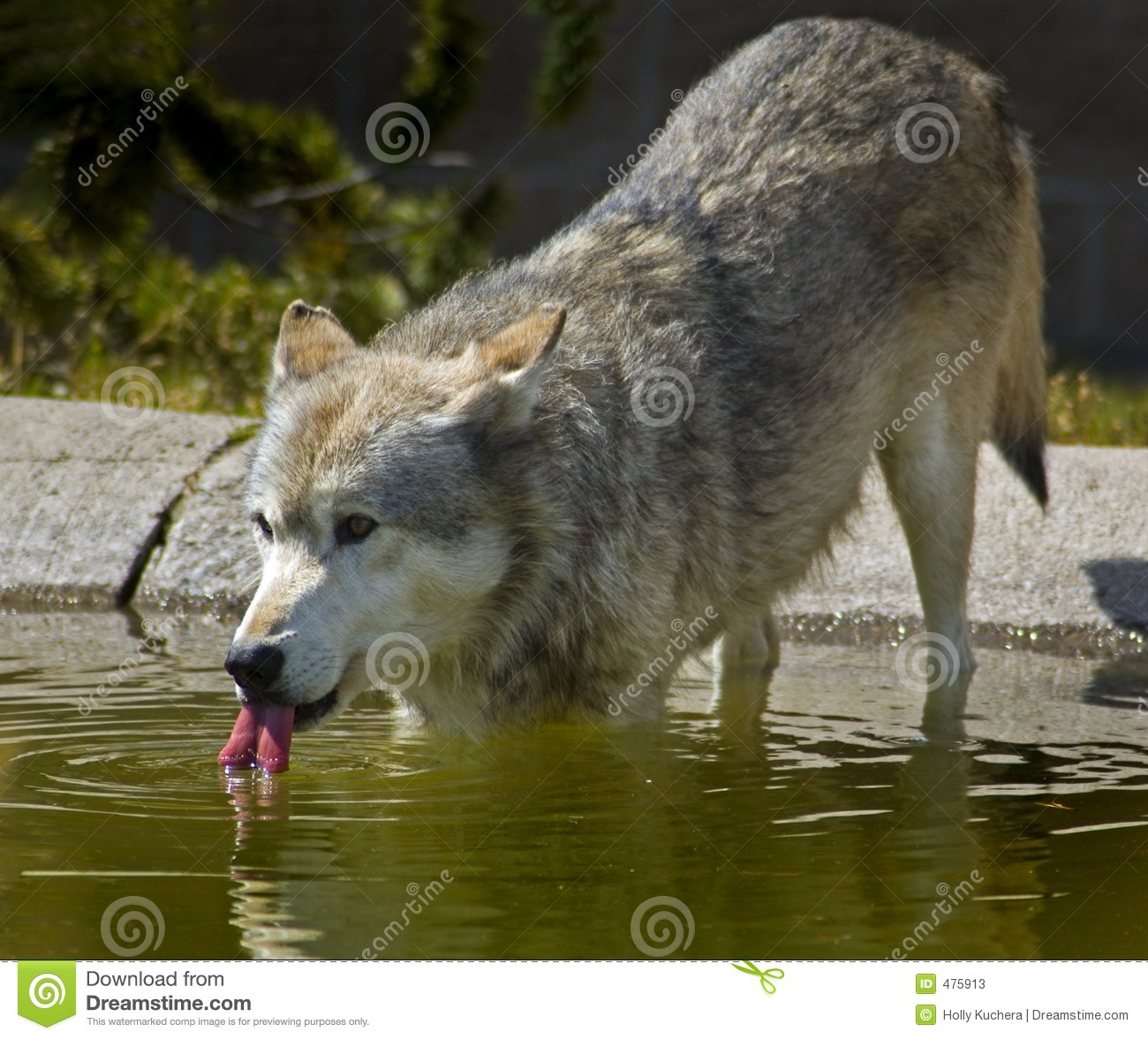 Timber Wolf Drinking Stock Photos   Image  475913