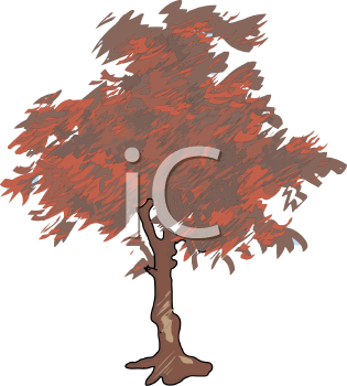 Tree Clipart Illustrations   Graphics   Maple Tree 000001 0001 Tnb