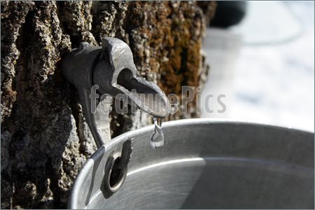 Tree Sap Clip Art Images   Pictures   Becuo