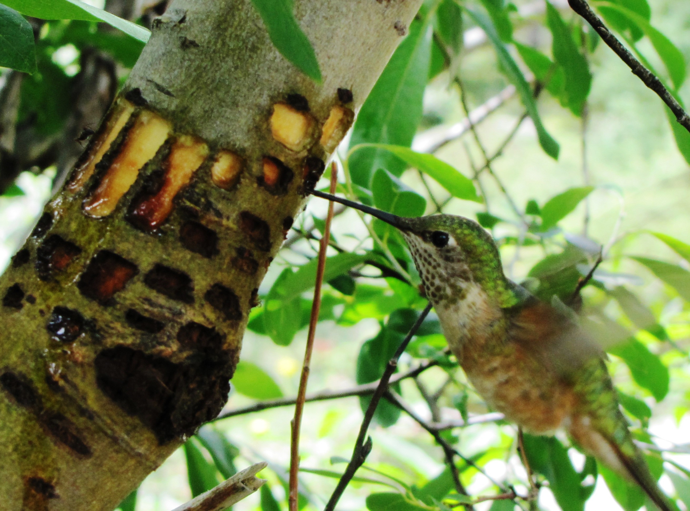 Tree Sap Hummingbirds Find Tree Sap