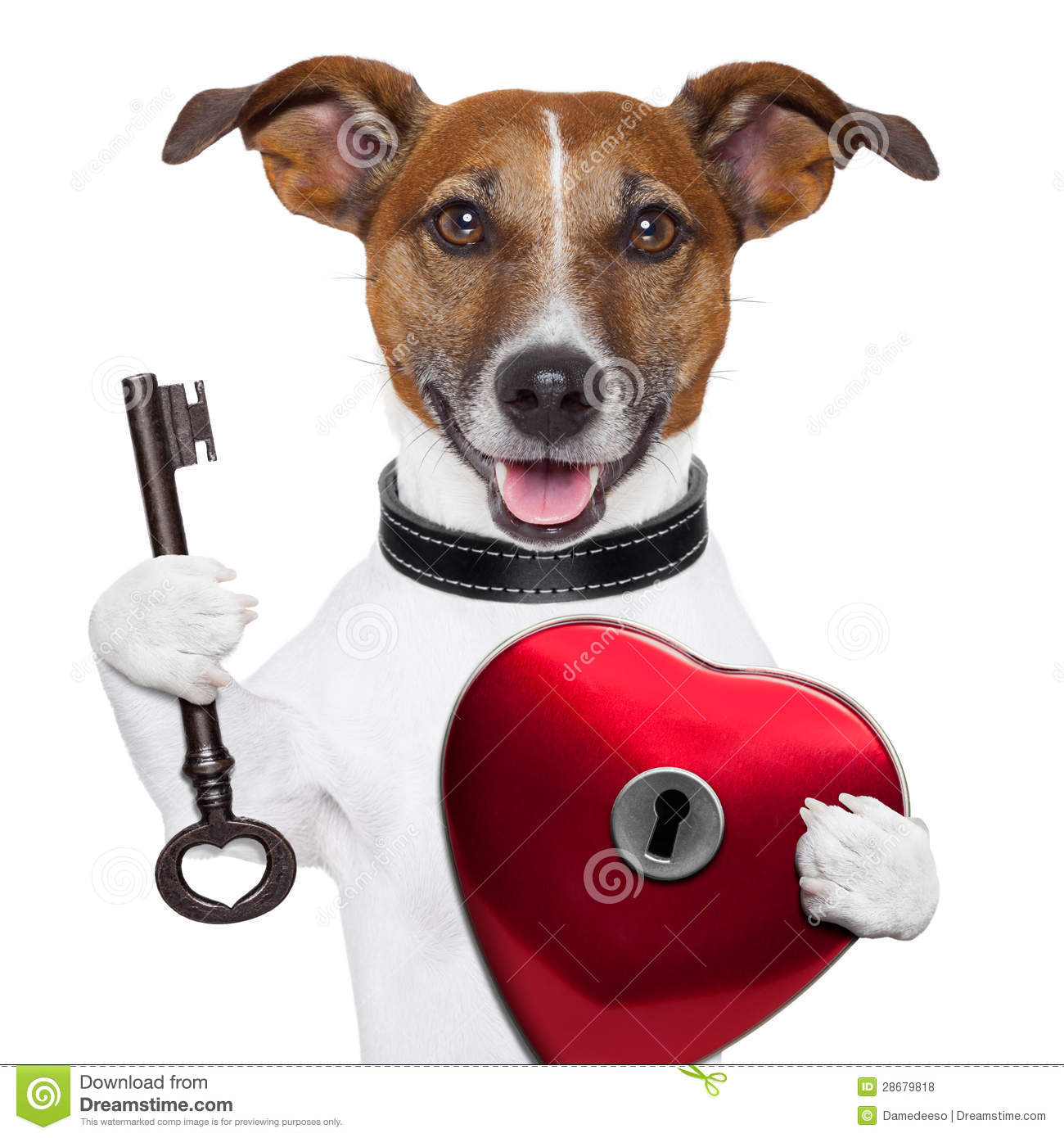 Valentine Dog  Unlock My Heart Royalty Free Stock Photos   Image    