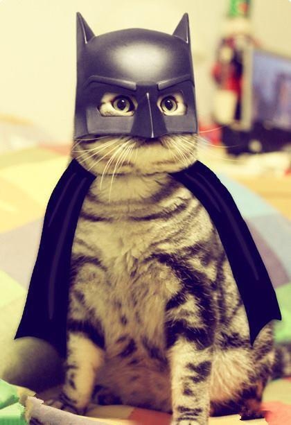28 Halloween Costumes For Cats That Will Put A Smile On Your Face