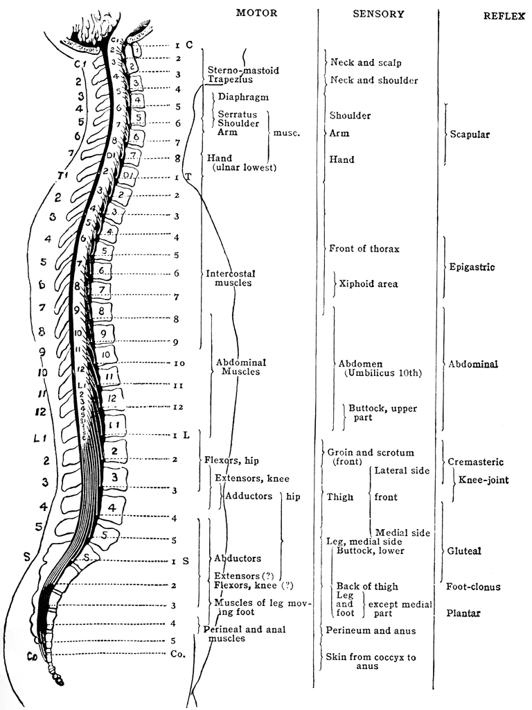 Distribution Of The Spinal Nerves   Clipart Etc