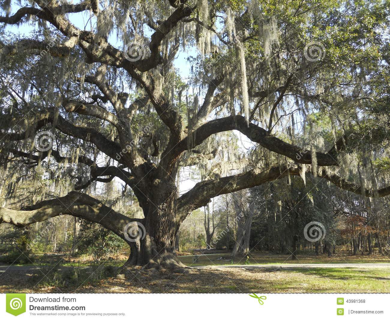 Huge Tree In South Carolina Spanish Moss Hanging From Its Branches