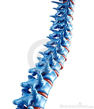 Human Spine Illustration Royalty Free Stock Photos   Image  10258568