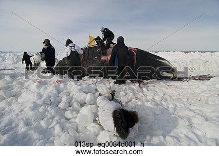     Ice During Spring Whaling Season Chukchi Sea Near Barrow Alaska