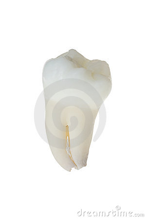 Real Human Tooth On White 