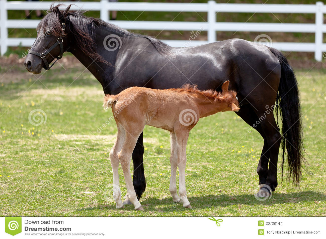 Royalty Free Stock Photography  Mother Horse With Baby