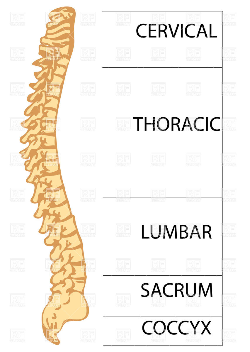 Spinal Column With The Names Of Parts 35532 Download Royalty Free    