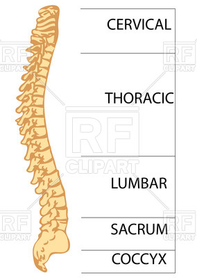 Spinal Column With The Names Of Parts Download Royalty Free Vector